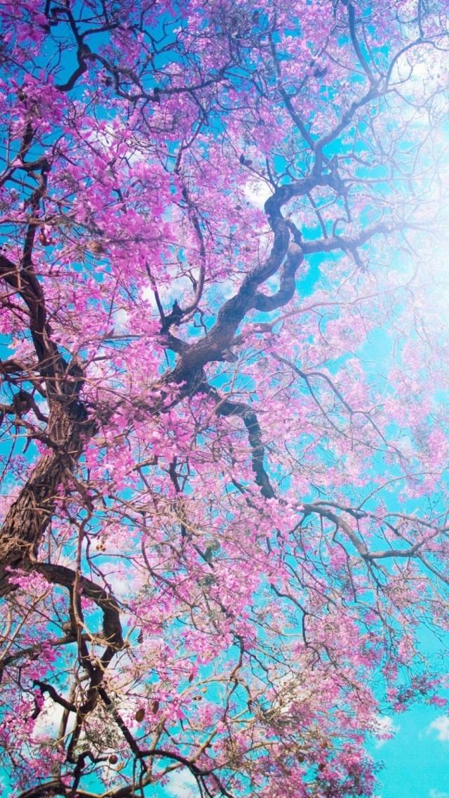樱花树分支iPhone 5壁纸