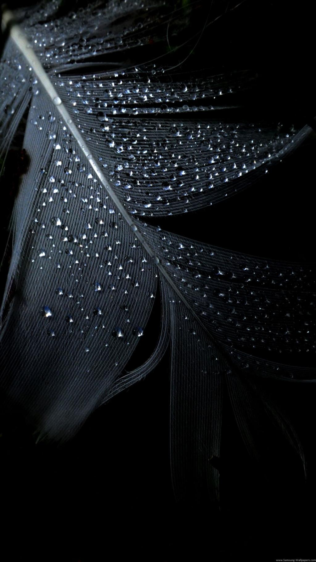 黑羽雨下载iPhone 6 Plus高清壁纸