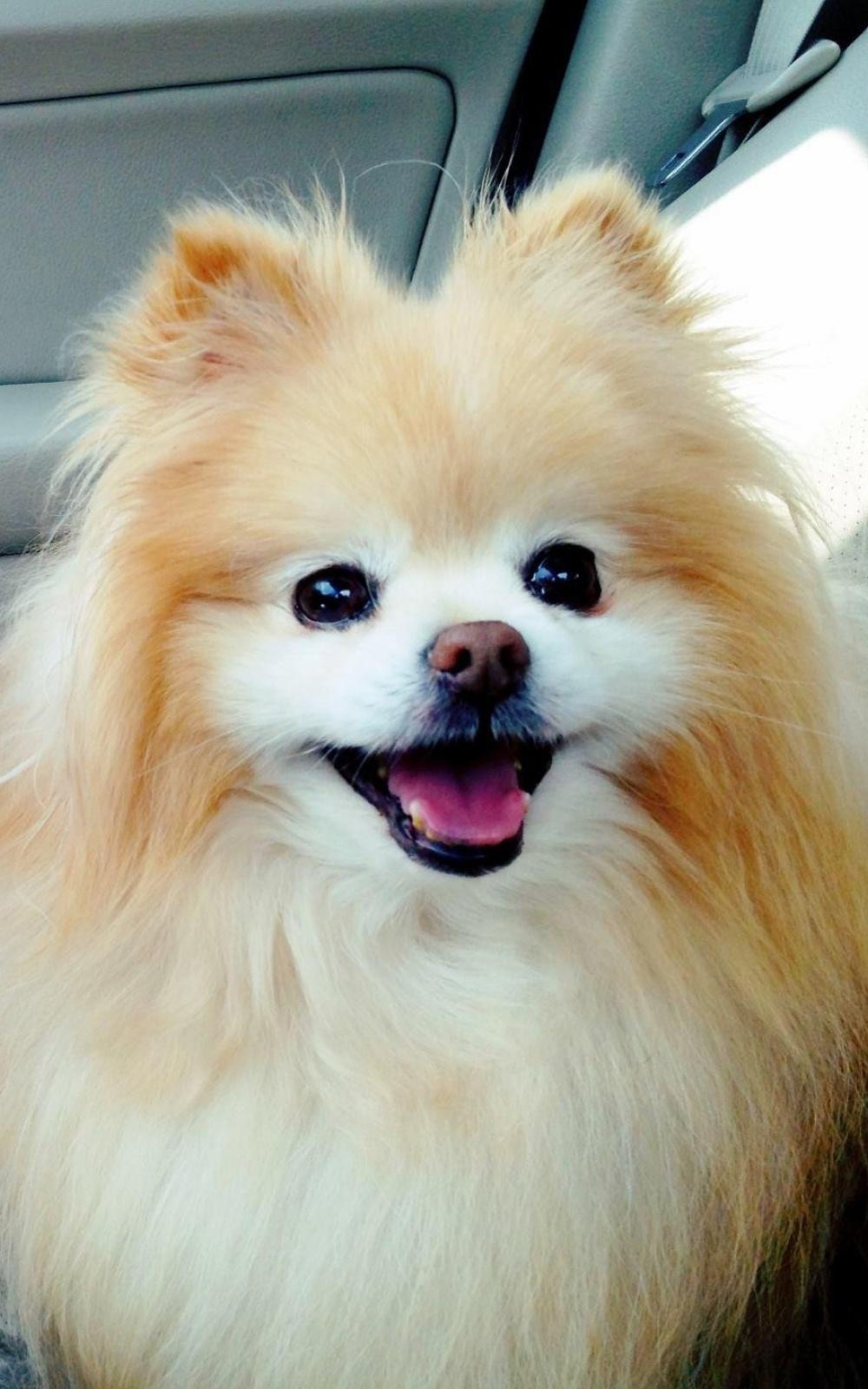 可爱的Boo Pomeranian iPhone 6 Plus高清壁纸