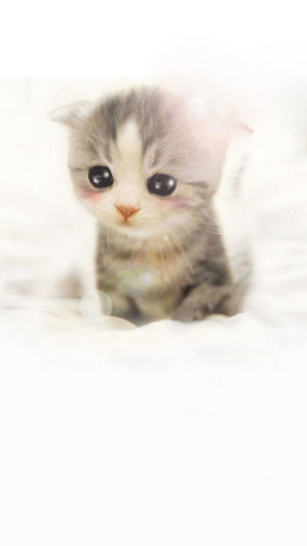 可爱的苏格兰折耳猫小猫iPhone 6 Plus高清壁纸
