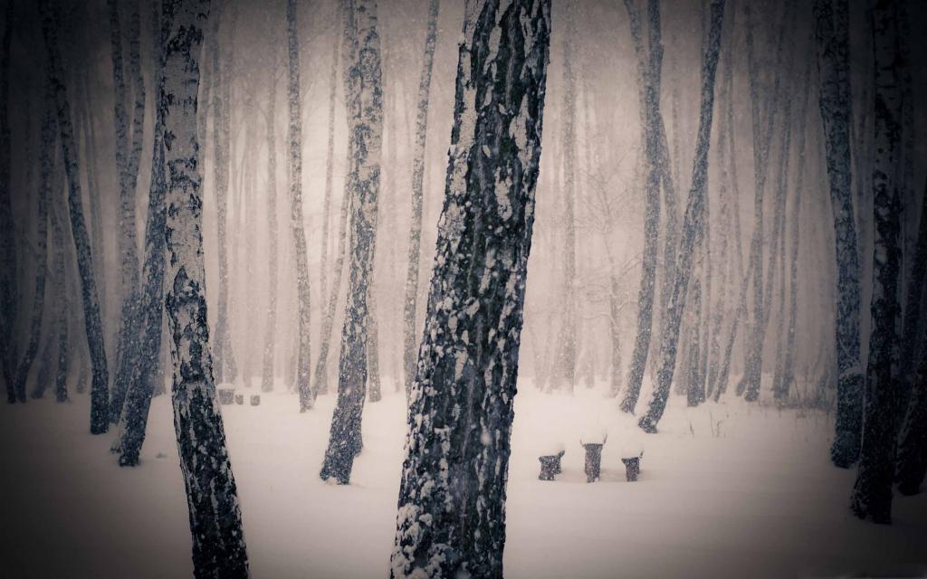 森林下雪的Mac壁纸