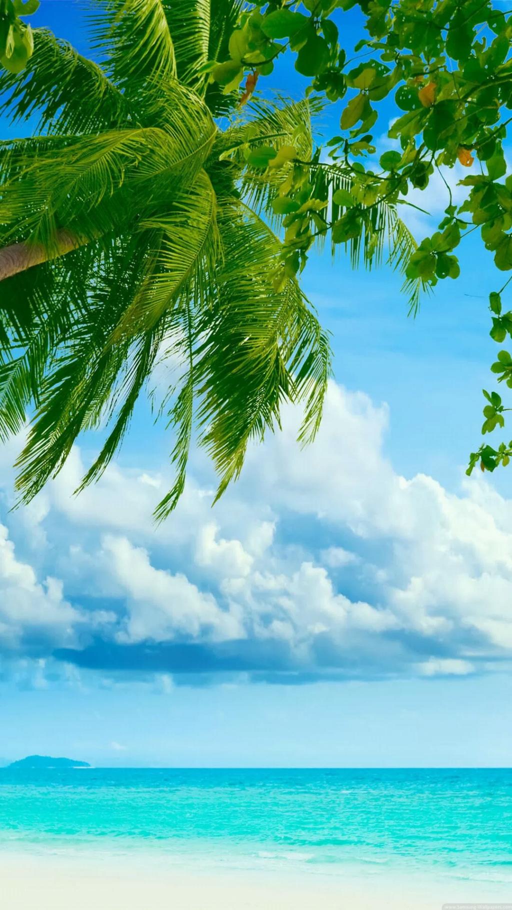 热带海滩椰子树iPhone 6加高清壁纸