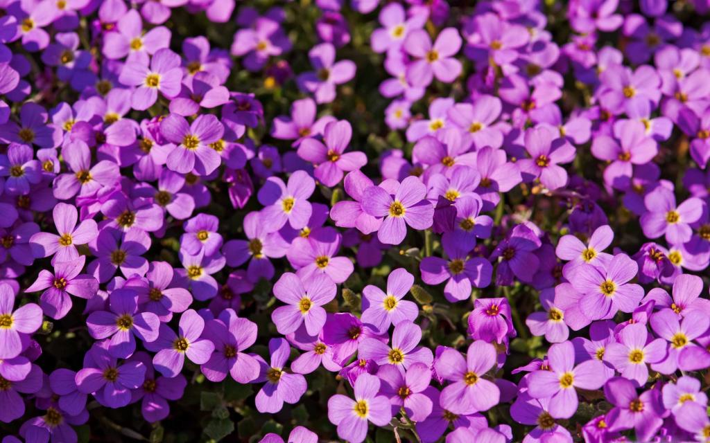 很多紫色的花朵Mac壁纸