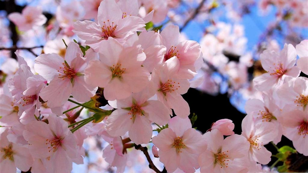 春天粉红色的花朵Mac壁纸