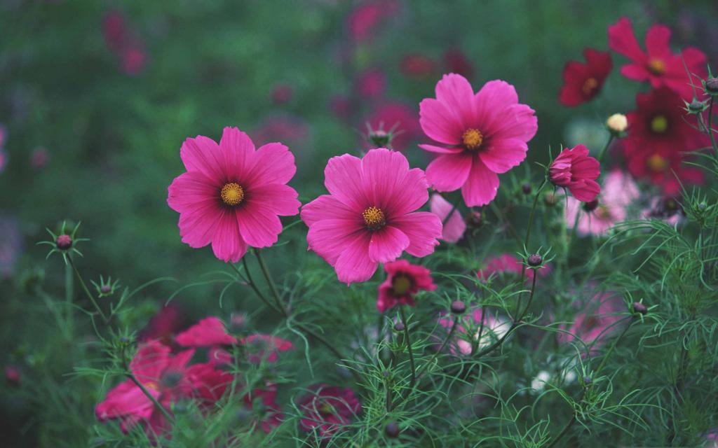 小粉红色的花朵Mac壁纸