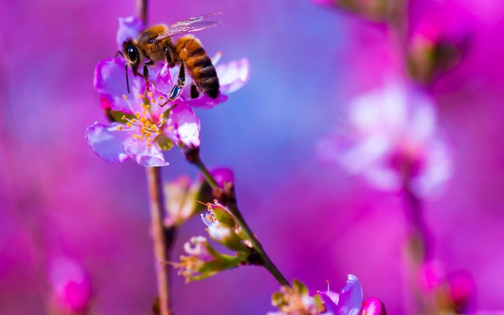 蜜蜂开花树春天Mac壁纸