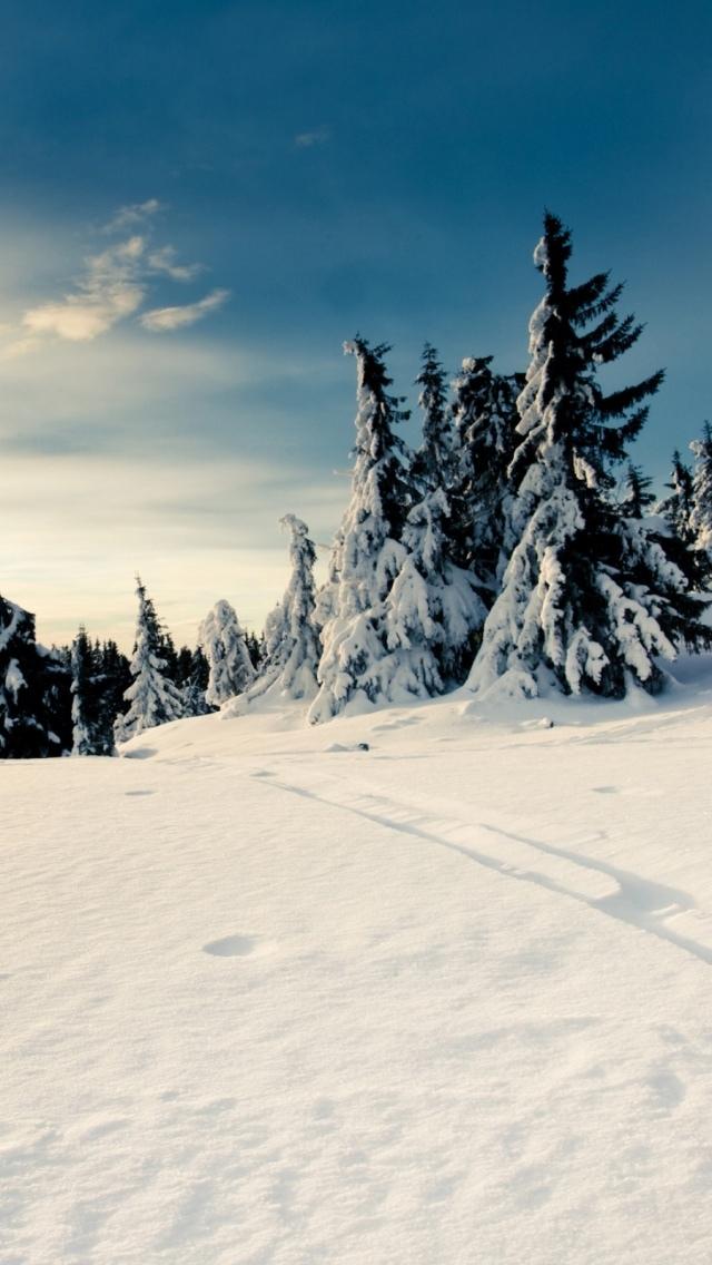 冬季森林雪路径蓝色的天空iPhone 5壁纸