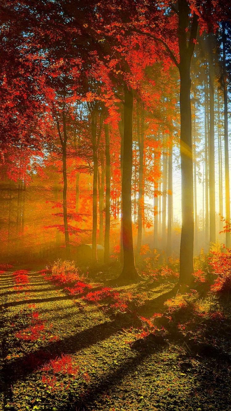 红色森林太阳光芒秋季iPhone 6壁纸
