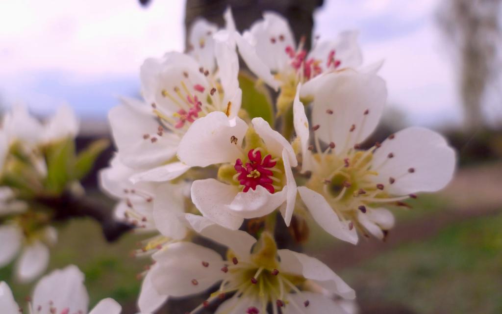 粉白的美丽樱桃花微距摄影