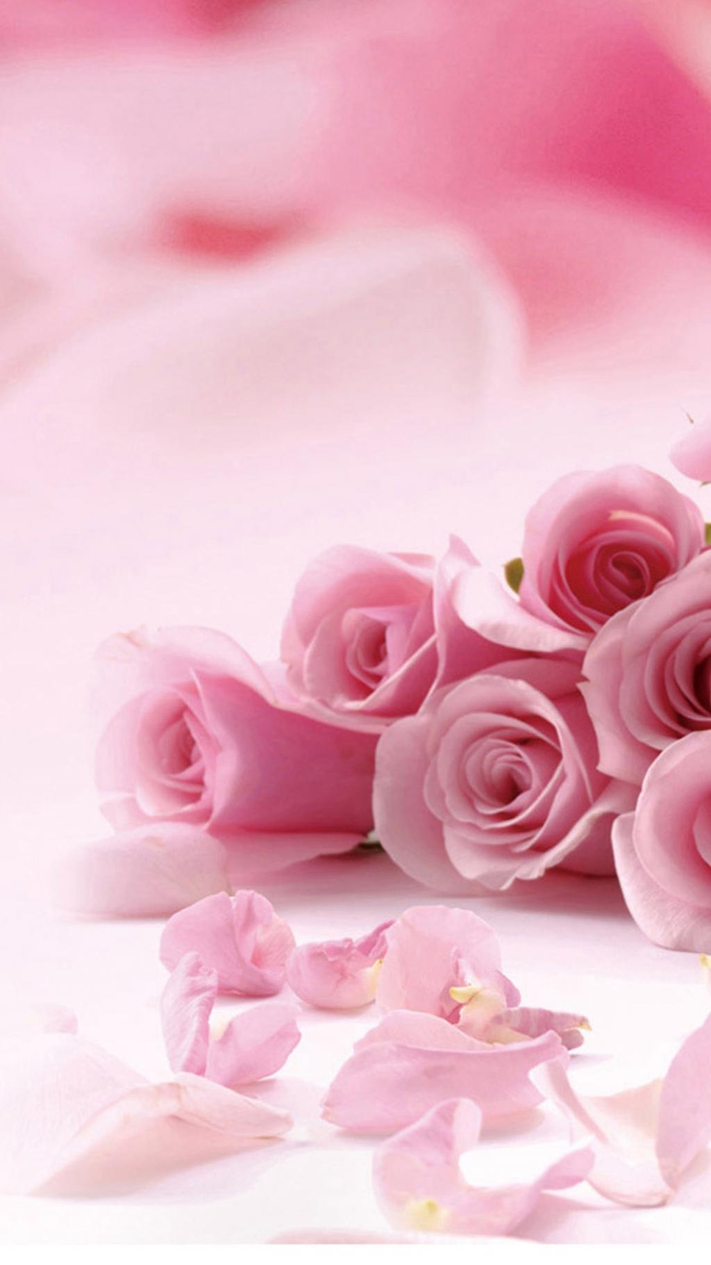 粉红玫瑰鲜花iPhone 6 Plus高清壁纸