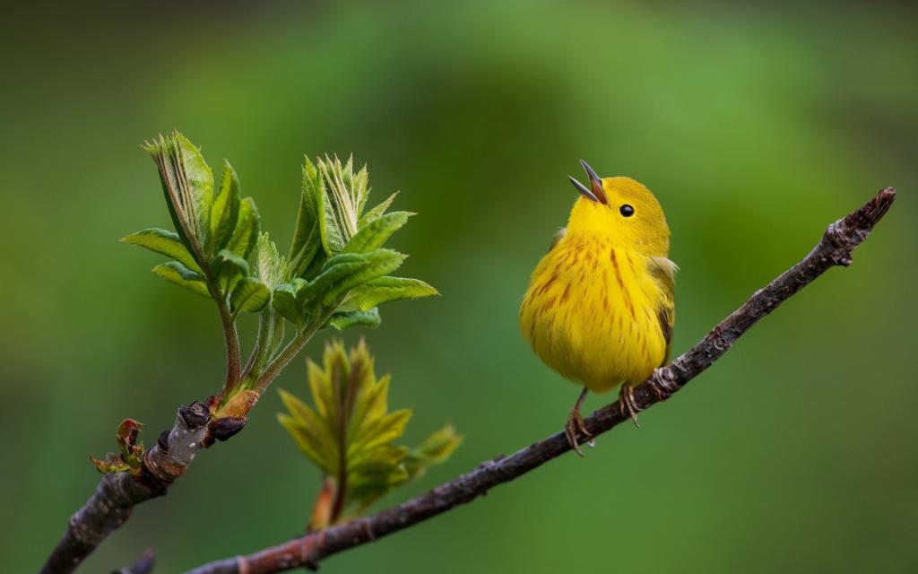 枝头上的黄色小鸟