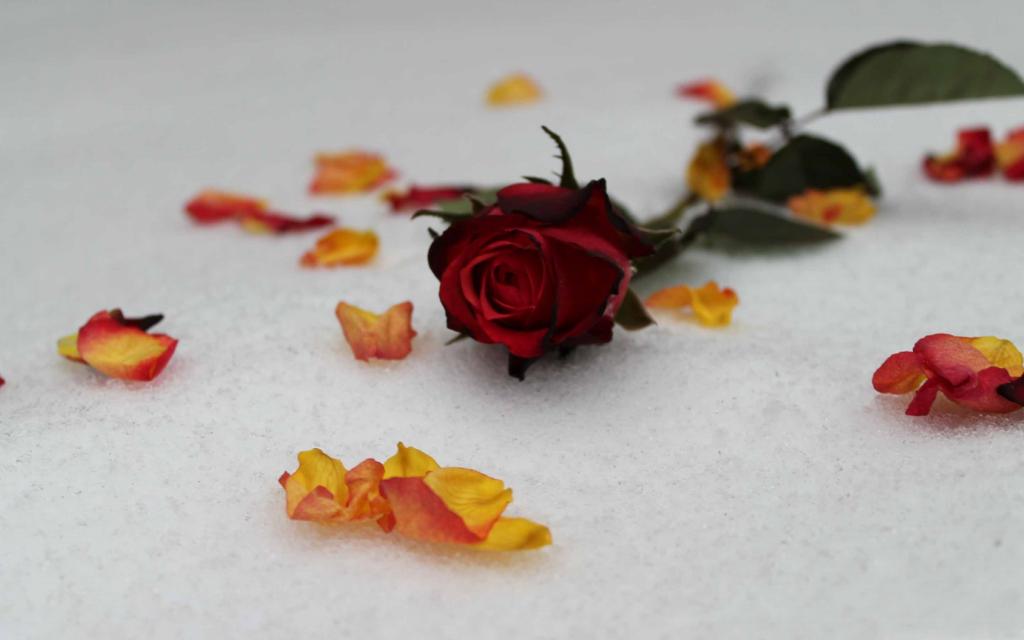 在雪花壁纸的玫瑰