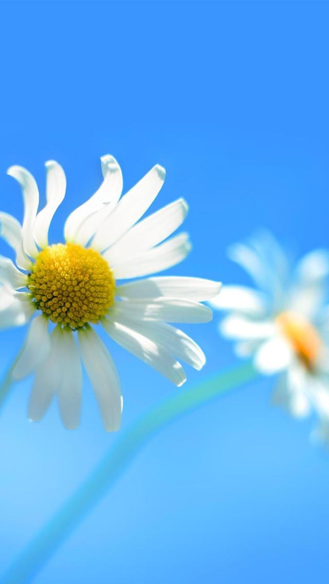 春天的花朵特写蓝色的天空iPhone 5壁纸