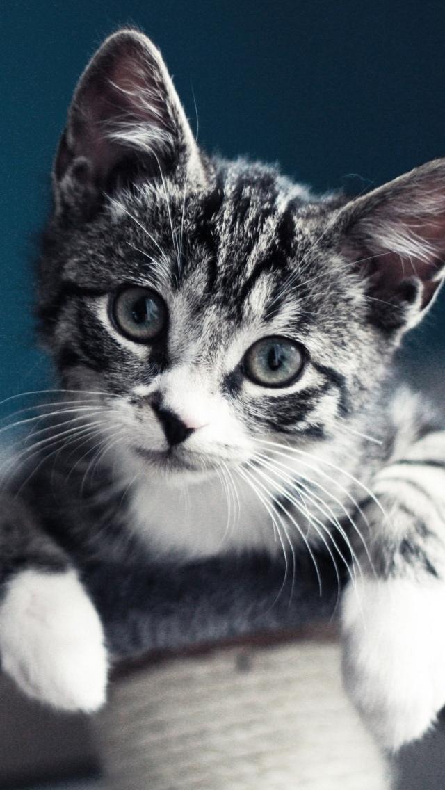 可爱的灰色小猫画像iPhone 5壁纸